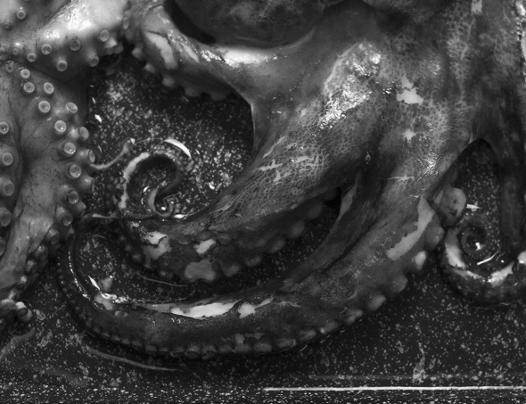 22236 - Octopus Tentakel gekocht, 1000 g tiefgefroren